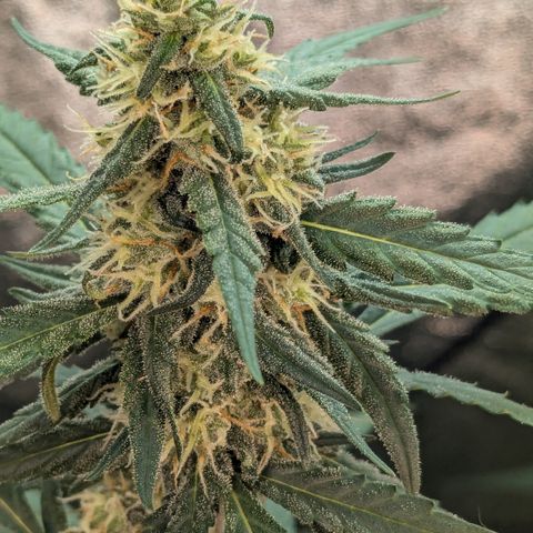 #33 Purple Skunk growlog timeline photo