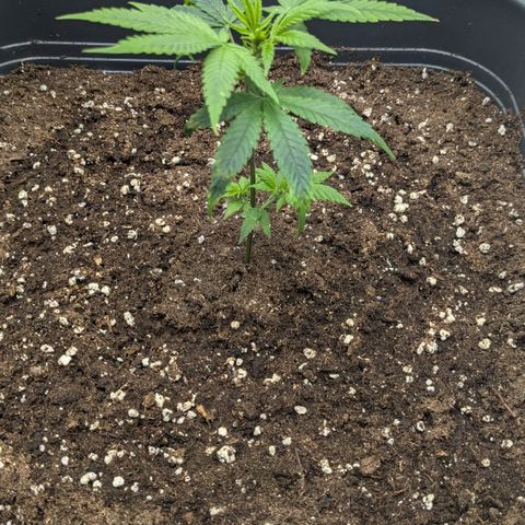 #31.1 White Widow growlog timeline photo