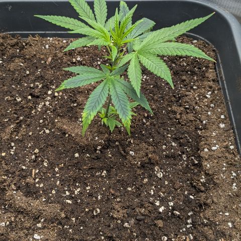 #31.2 White Widow growlog timeline photo