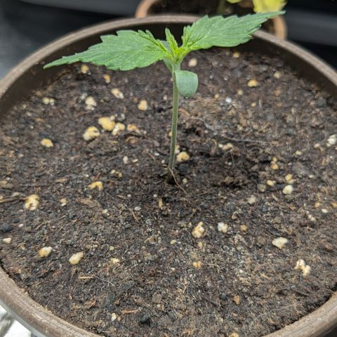 #45 Pure Power Plant Auto growlog timeline photo