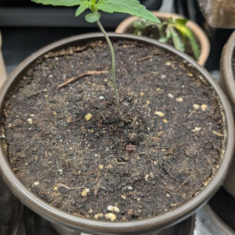 #46 Blueberry Zkittlez Auto growlog timeline photo