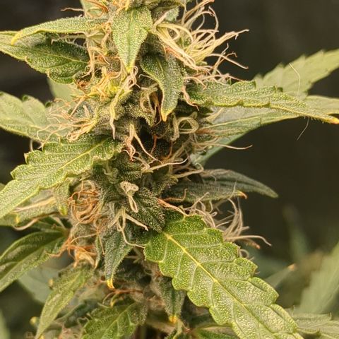 #30 Afghani #1 growlog timeline photo