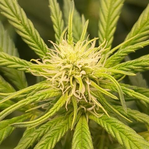 #31 White Widow growlog timeline photo