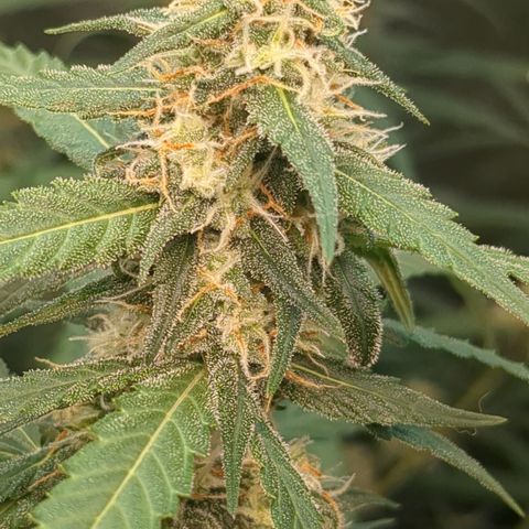 #33 Purple Skunk growlog timeline photo