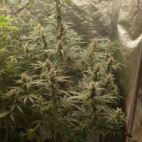 #30 Afghani #1 growlog timeline photo