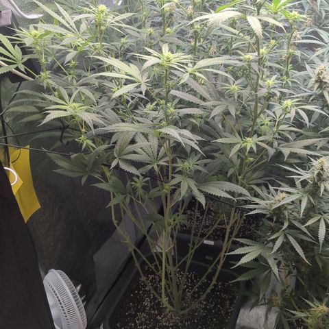 #31 White Widow growlog timeline photo