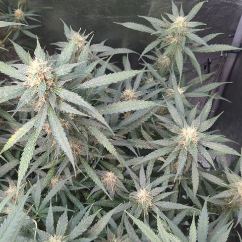 #32 Purple Skunk growlog timeline photo