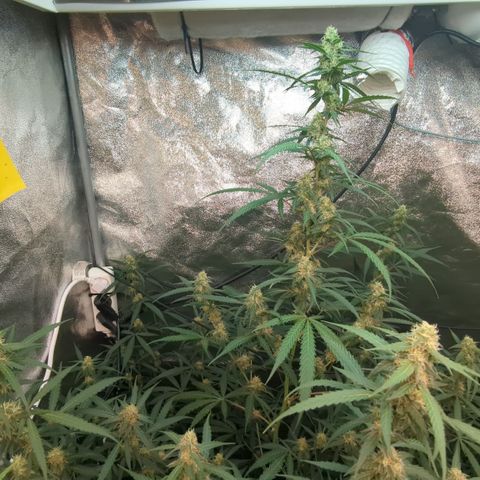 #33 Purple Skunk growlog timeline photo