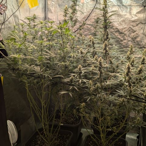 #33 Purple Skunk growlog timeline photo