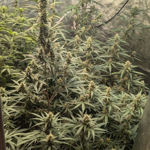 #33 Purple Skunk growlog timeline photo