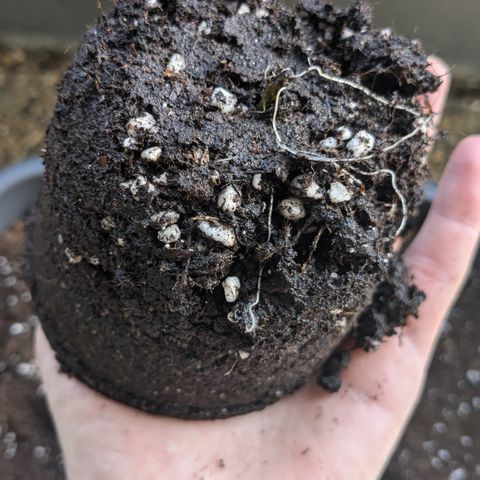 #31.4 White Widow growlog timeline photo