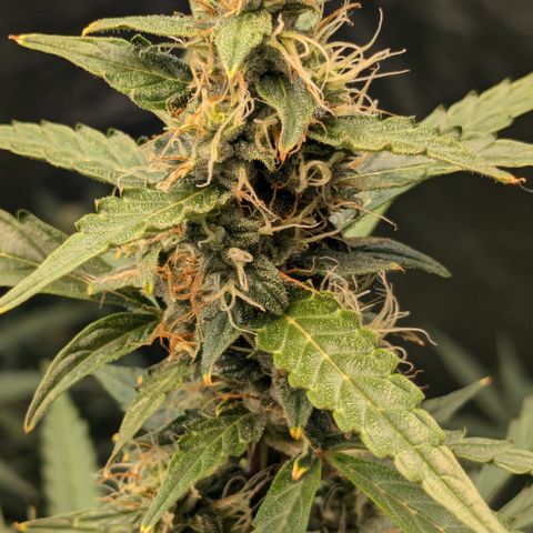 #30 Afghani #1 growlog timeline photo