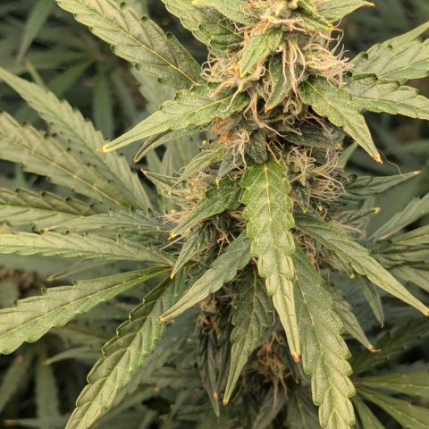 #30 Afghani #1 growlog timeline photo