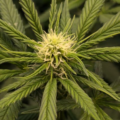 #31 White Widow growlog timeline photo