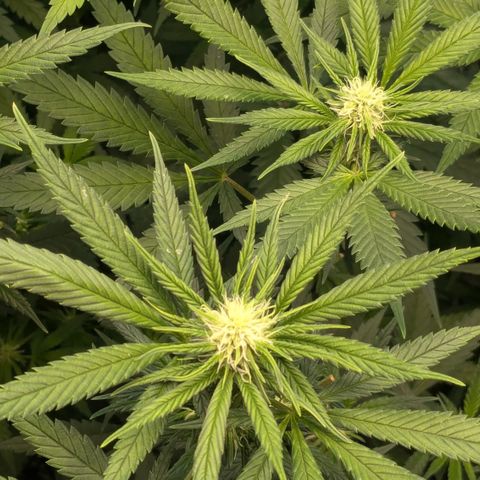 #31 White Widow growlog timeline photo