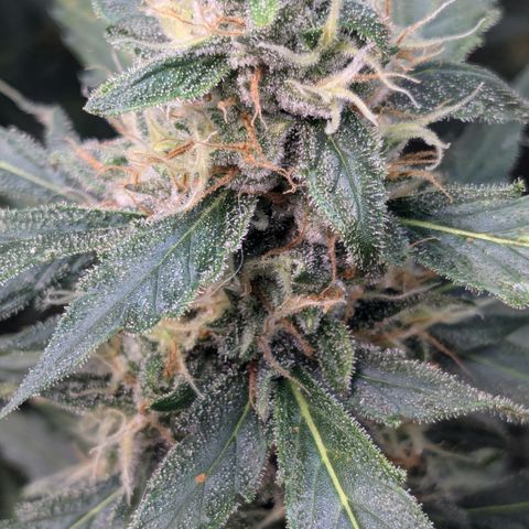 #32 Purple Skunk growlog timeline photo