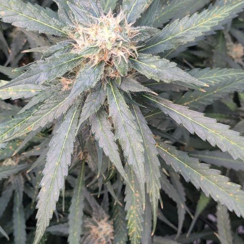 #32 Purple Skunk growlog timeline photo