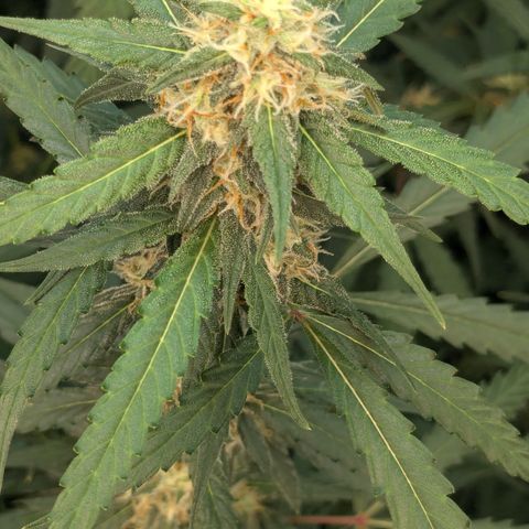 #33 Purple Skunk growlog timeline photo