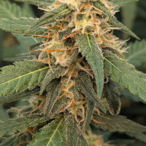 #33 Purple Skunk growlog timeline photo