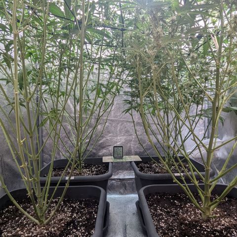 #33 Purple Skunk growlog timeline photo