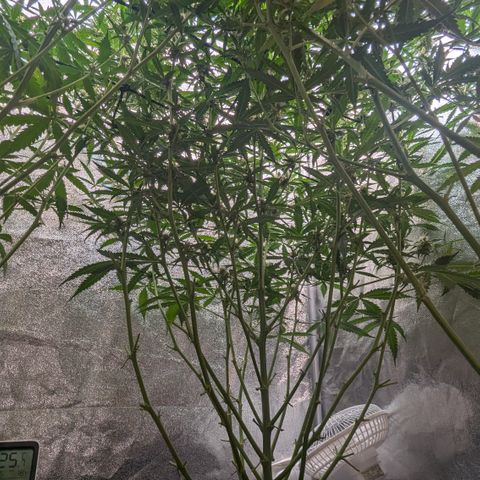 #32 Purple Skunk growlog timeline photo