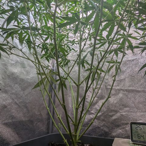 #33 Purple Skunk growlog timeline photo