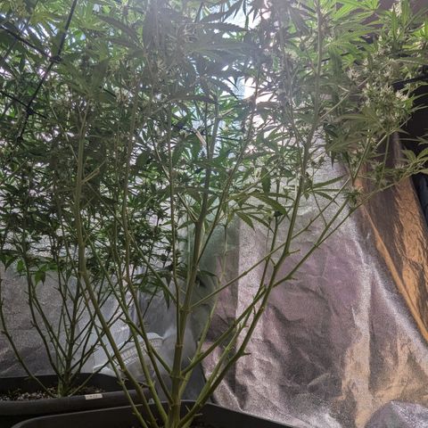 #30 Afghani #1 growlog timeline photo
