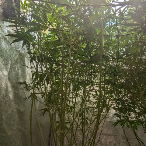 #31 White Widow growlog timeline photo