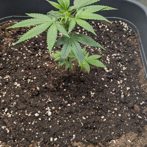 #31.1 White Widow growlog timeline photo