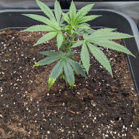 #31.2 White Widow growlog timeline photo