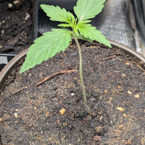 #46 Blueberry Zkittlez Auto growlog timeline photo