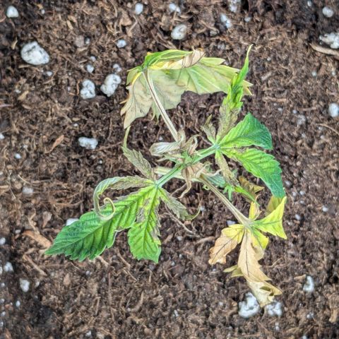#31.4 White Widow growlog timeline photo