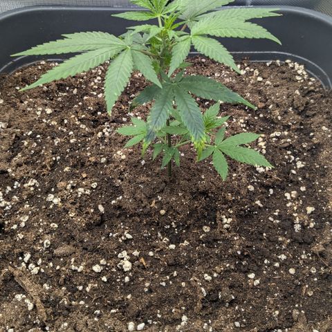 #31.1 White Widow growlog timeline photo