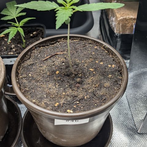 #46 Blueberry Zkittlez Auto growlog timeline photo