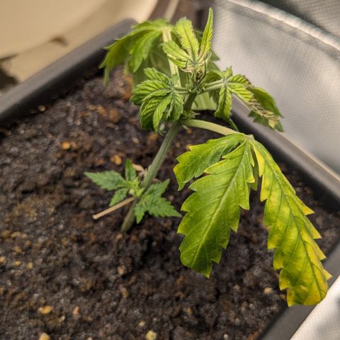 #31.5 White Widow growlog timeline photo