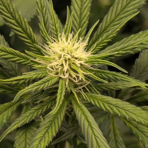 #31 White Widow growlog timeline photo