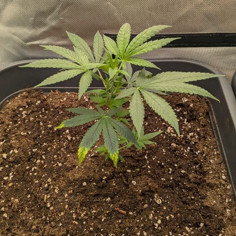 #31.2 White Widow growlog timeline photo