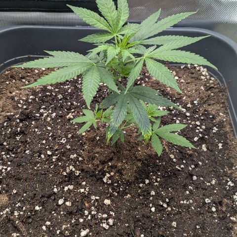 #31.1 White Widow growlog timeline photo