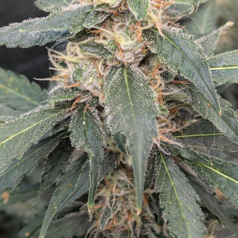 #32 Purple Skunk growlog timeline photo