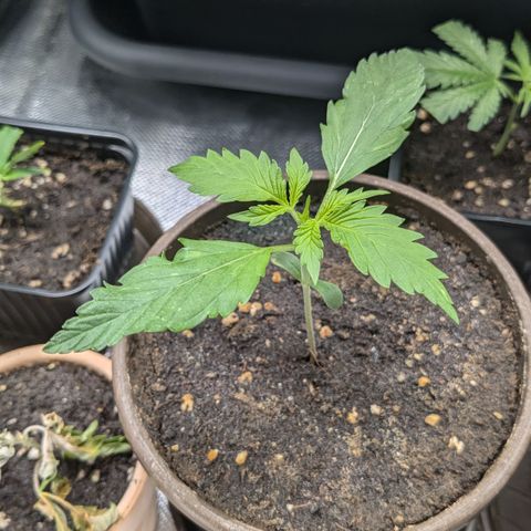 #45 Pure Power Plant Auto growlog timeline photo