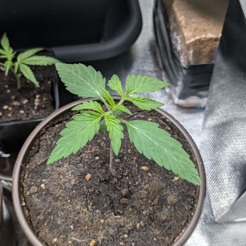 #46 Blueberry Zkittlez Auto growlog timeline photo