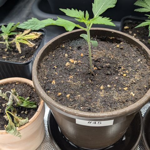 #45 Pure Power Plant Auto growlog timeline photo