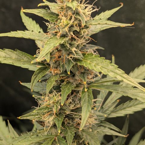 #30 Afghani #1 growlog timeline photo