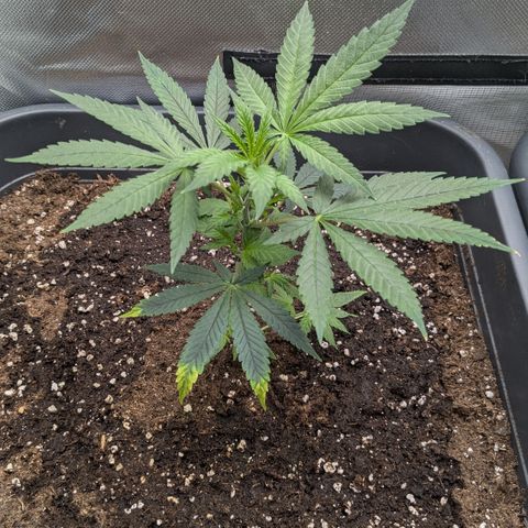 #31.2 White Widow growlog timeline photo