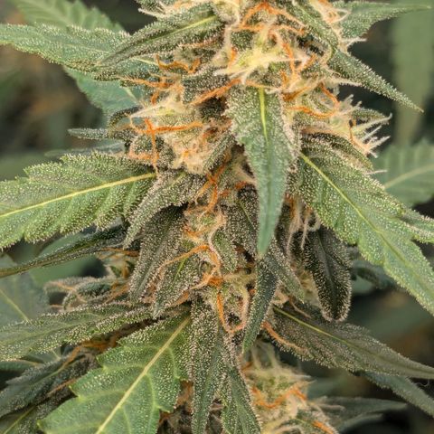 #33 Purple Skunk growlog timeline photo