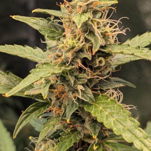 #30 Afghani #1 growlog timeline photo