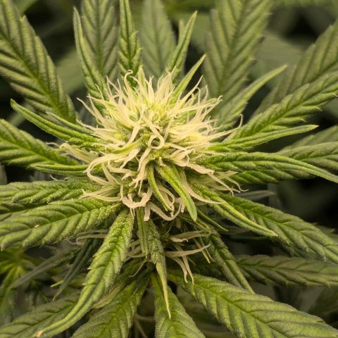 #31 White Widow growlog timeline photo