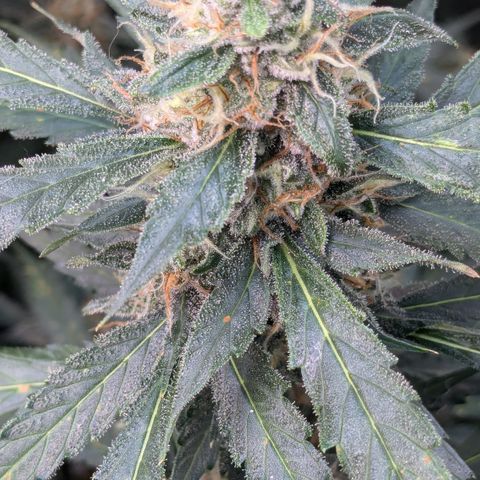 #32 Purple Skunk growlog timeline photo