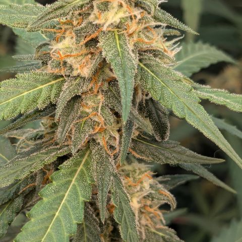 #33 Purple Skunk growlog timeline photo