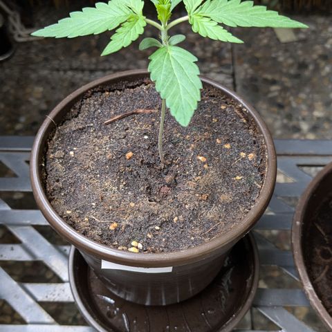 #46 Blueberry Zkittlez Auto growlog timeline photo